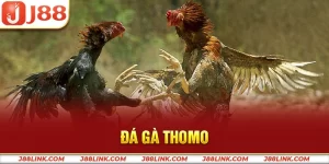 Đá gà Thomo