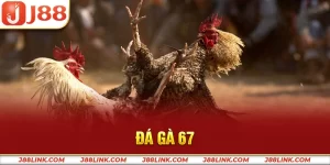 Đá gà 67