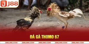 Đá gà thono 67
